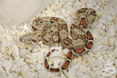 Императорский удав (Het Albino Kahl line)